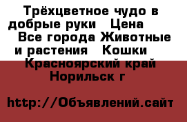 Трёхцветное чудо в добрые руки › Цена ­ 100 - Все города Животные и растения » Кошки   . Красноярский край,Норильск г.